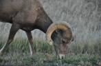 Espécie de cabra montanhesa comum no Badlands National Park, em South Dakota, nos Estados Unidos